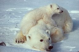 800px-Ursus_maritimus_Polar_bear_with_cub_2.jpg