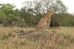800px-Cheetah_(Acinonyx_jubatus)_female_2_cubs.jpg